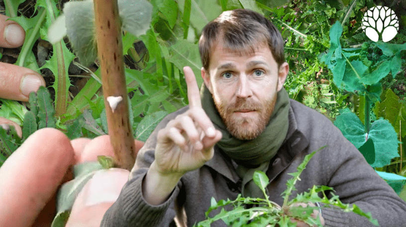 8 "laitues" sauvages à reconnaitre