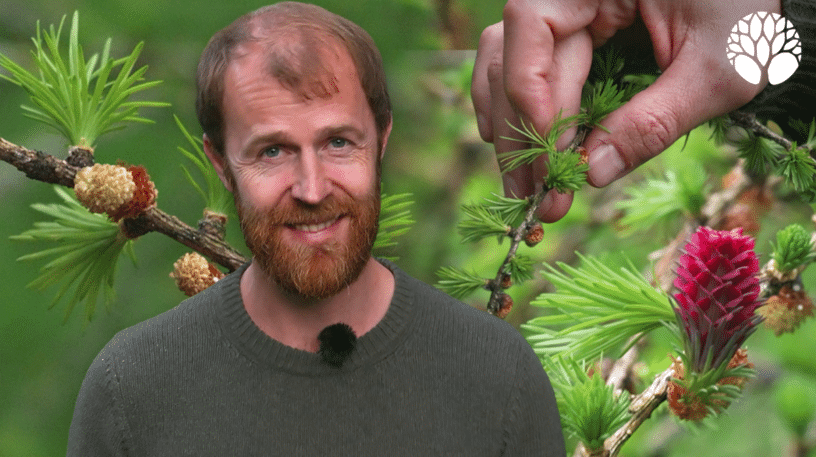 Le mélèze : un conifère pas comme les autres