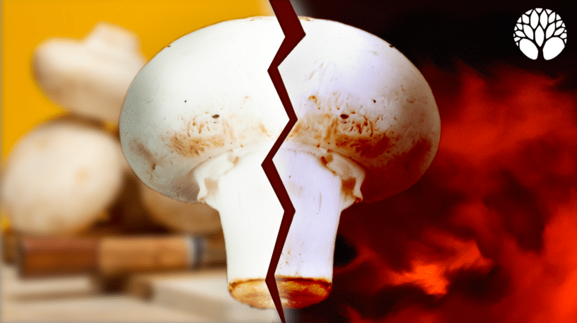 Champignon de Paris : consommation crue ou cuite, quels risques réels ?