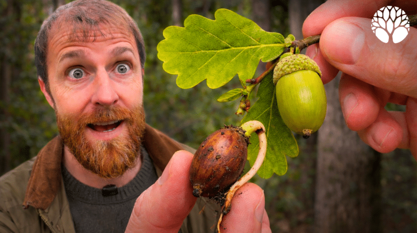 Le chêne et les glands : identifier, cuisiner et utiliser un arbre aux multiples ressources