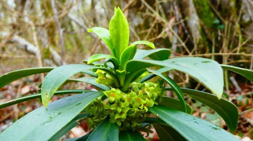 Les 10 plantes toxiques les plus dangereuses