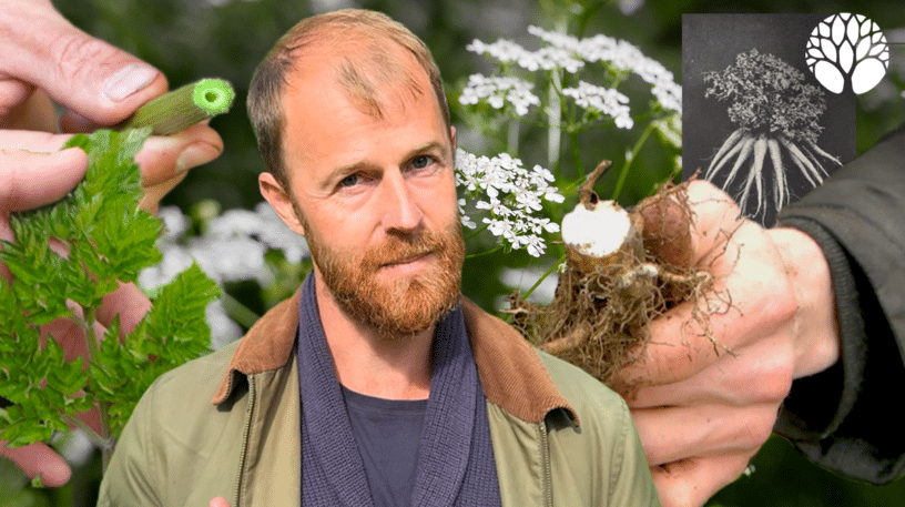 Le cerfeuil des bois (Anthriscus sylvestris), comestible ou toxique ?
