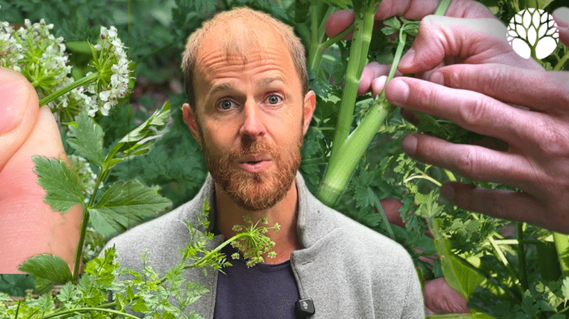 L'œnanthe safranée, une plante mortelle en apparence inoffensive.