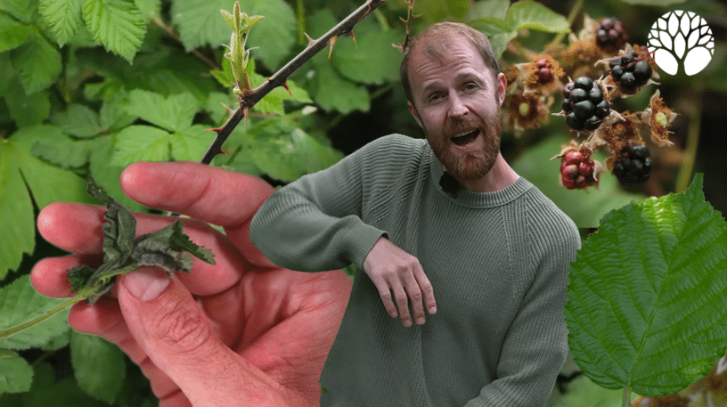 La ronce : identification, usages et bienfaits de cette plante sauvage