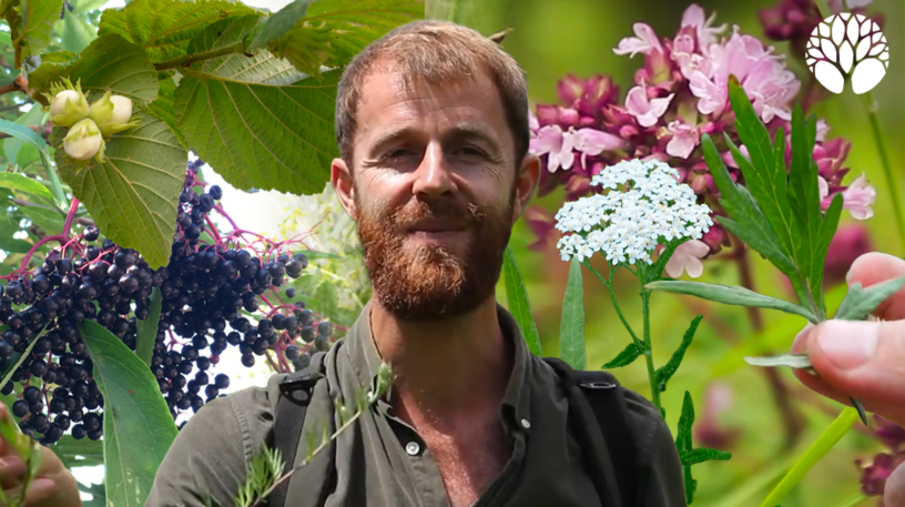 5 plantes médicinales à cueillir en été