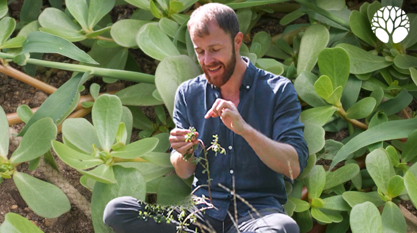 Le pourpier commun : une plante sauvage comestible facile à reconnaître