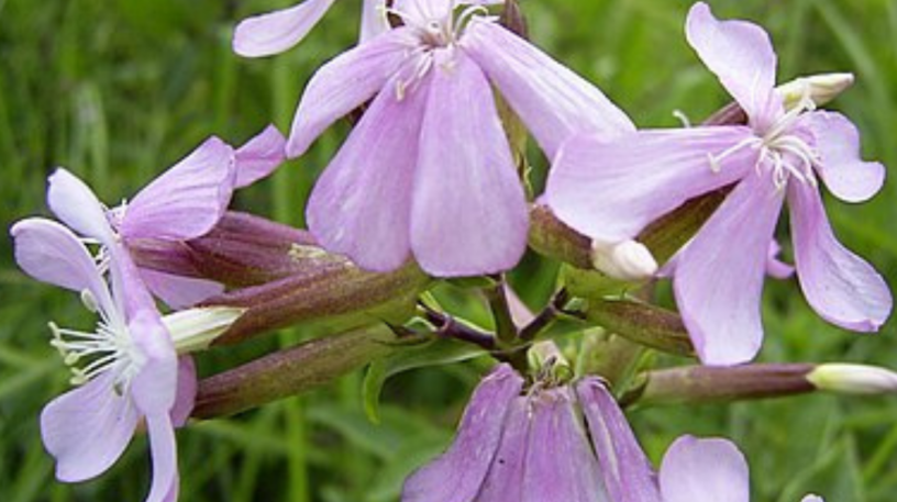 3 plantes sauvages médicinales du mois de septembre !