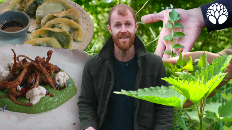 Ces plantes se mangent toute l'année !