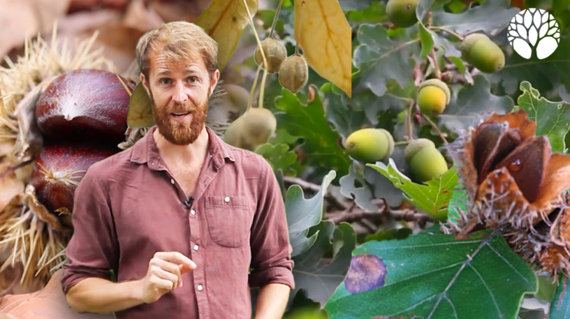 4 fruits sauvages très caloriques