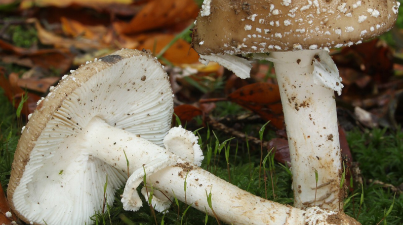Amanite panthère : identification, toxicité et confusions