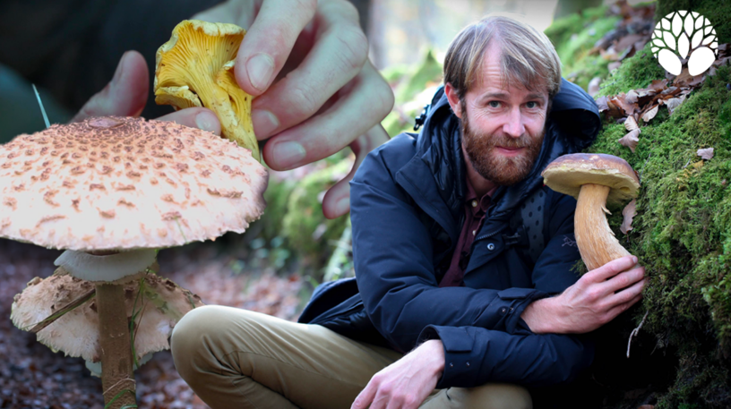 Les 3 champignons préférés des Français