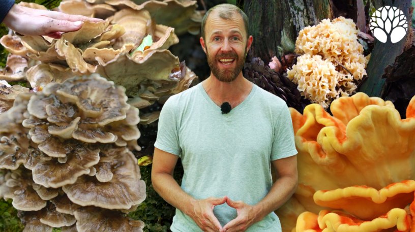 Les 4 plus gros Champignons comestibles de France