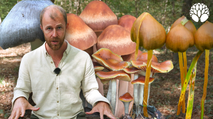 Les 10 espèces de champignons hallucinogènes interdites à la cueillette
