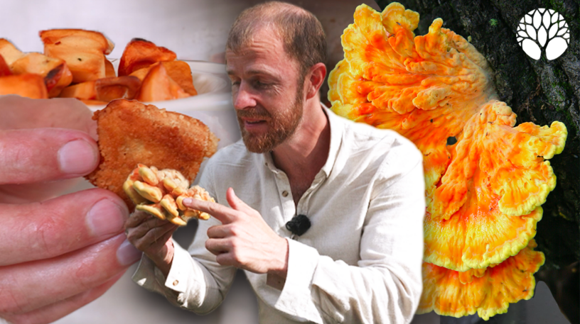 Quels champignons peuvent remplacer le poulet en cuisine ?