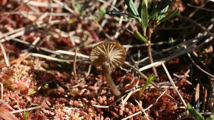 Sécheresse et champignons : quelles conséquences sur les cueillettes ?