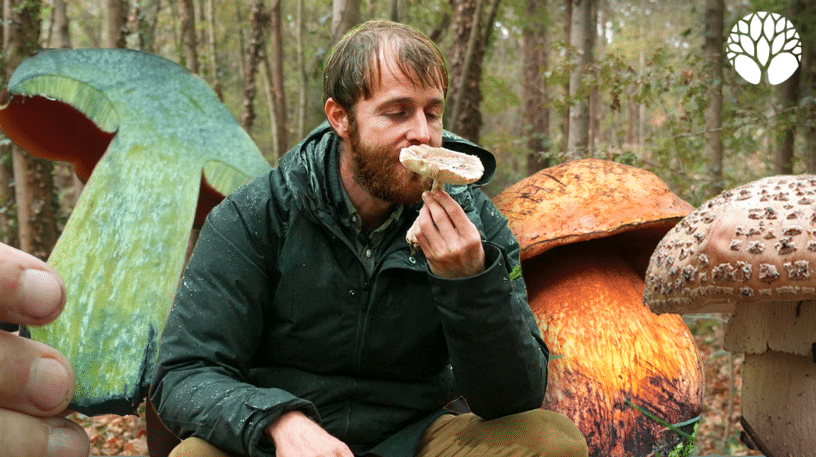 Champignons toxiques crus, mais comestibles après cuisson : lesquels reconnaître ?