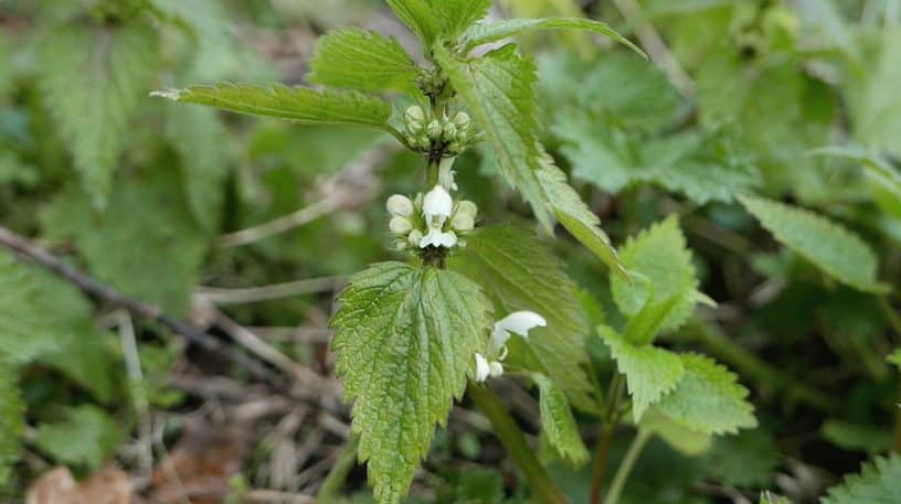 Le lamier blanc : la fausse ortie !