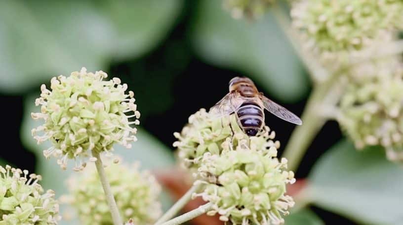 Le lierre grimpant, une plante qui vous veut du bien.