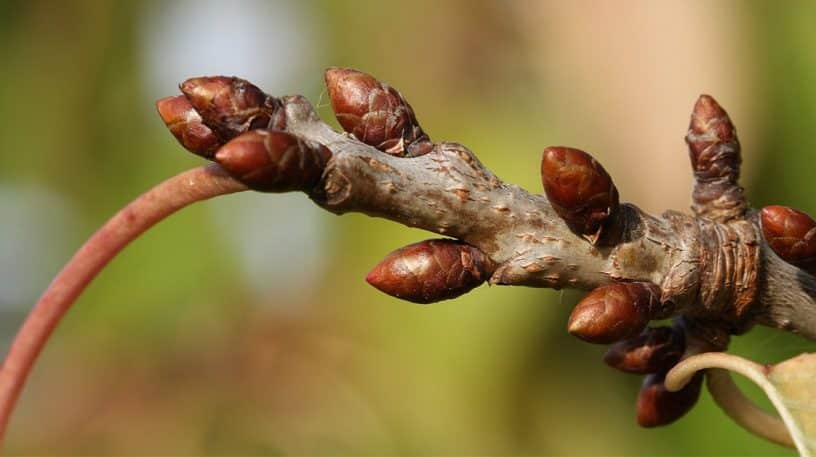 Arbres et propriétés de leurs bourgeons