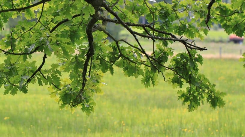 Rustica rencontre Le Chemin de la Nature