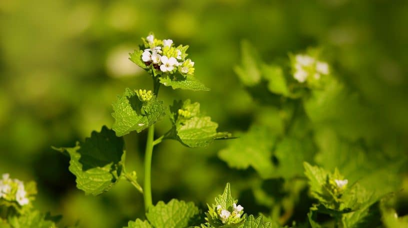 5 plantes à cueillir au printemps !