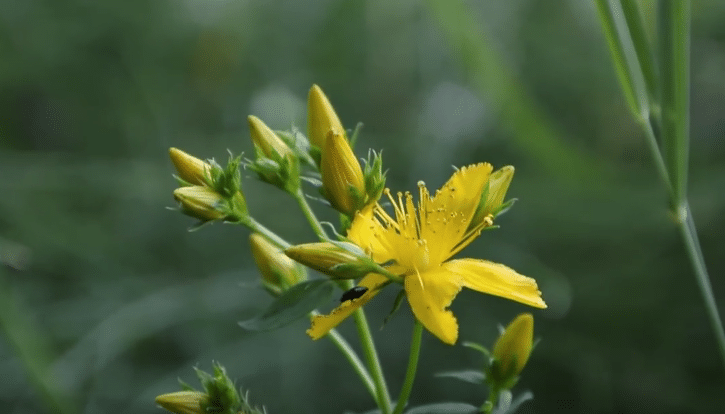 Le millepertuis, plante de la dépression et de la peau