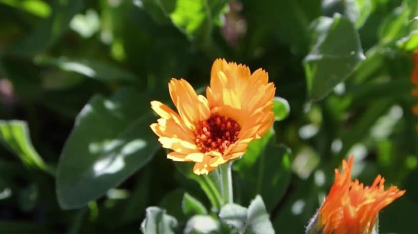 Souci ou Calendula : plante médicinale