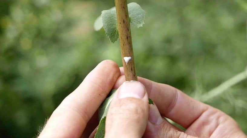 La laitue vireuse remplace le cannabis et l'opium