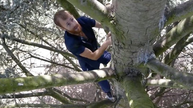 Le bonheur de grimper aux arbres