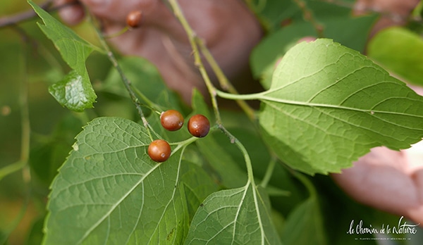 Les fruits de micocoulier, méconnus et délicieux