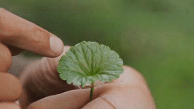 Le lierre terrestre, délicieuse plante aromatique