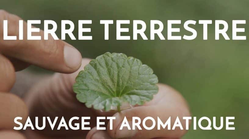 Le lierre terrestre, délicieuse plante aromatique