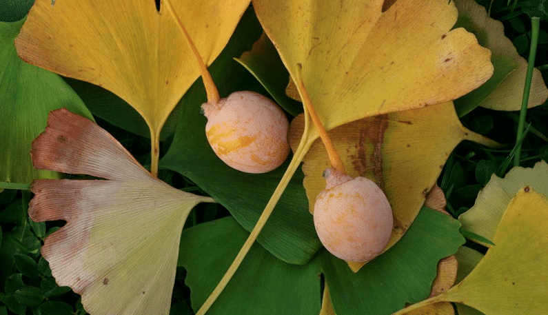 Le Ginkgo biloba, dernier de son genre