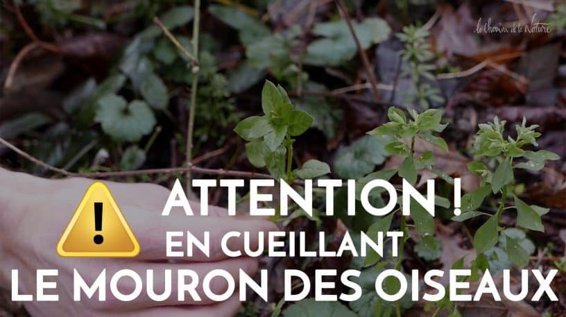 Attention en cueillant le mouron des oiseaux