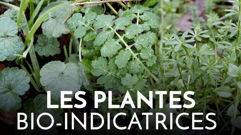 Les plantes bio-indicatrices