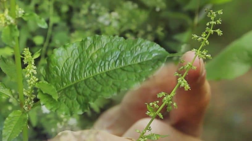 Les Rumex, oseilles sauvages