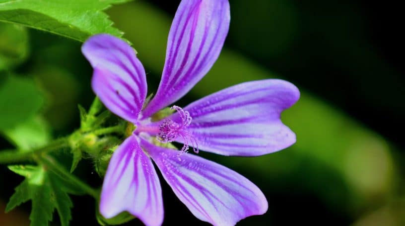 Des fleurs comestibles, ça vous dit ?