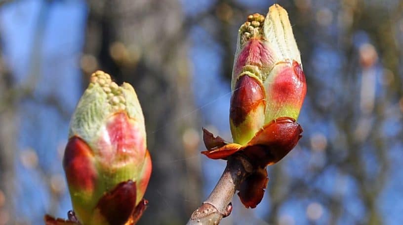 Les propriétés des bourgeons