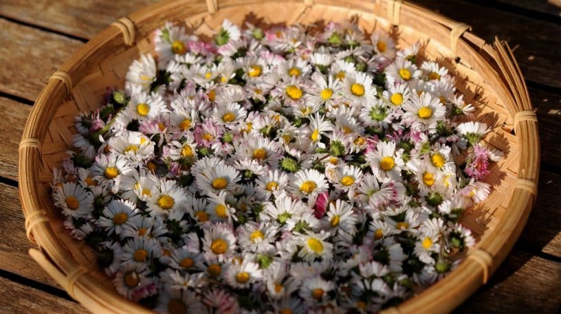 Marguerite et pâquerette, deux plantes comestibles