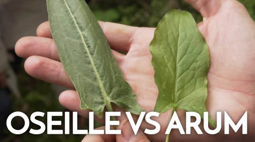 Oseille sauvage vs Arum