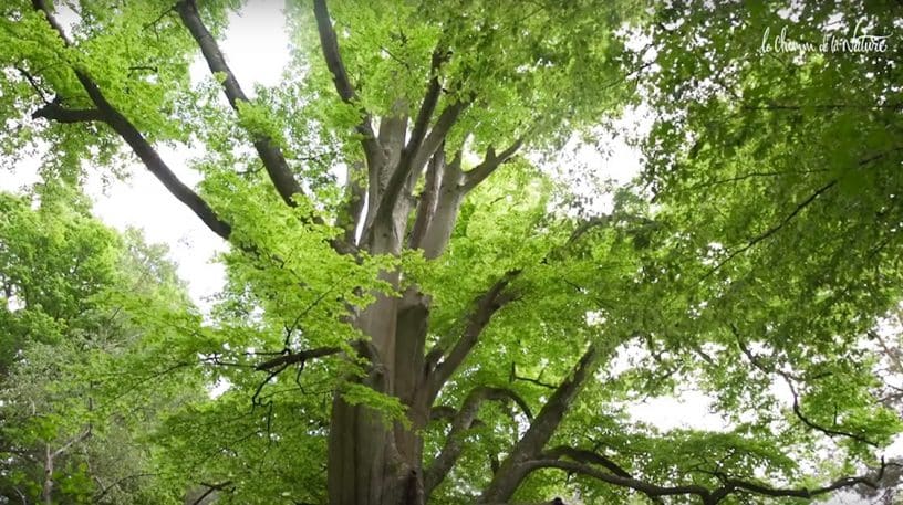 Le hêtre, le roi de nos forêts