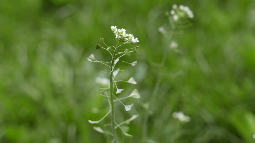 Bourse à pasteur, une plante comestible et médicinale