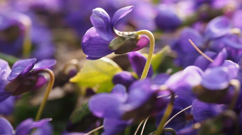 La violette sauvage excellente en sirop