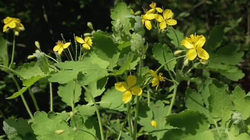 La chélidoine ou herbe aux verrues