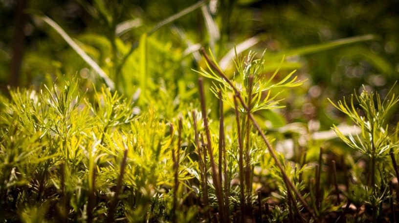 Les jeunes pousses sauvages d'automne