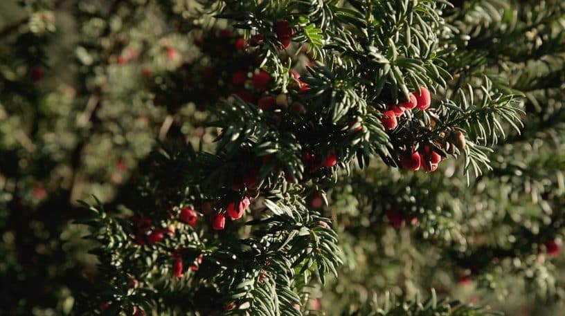 L'if (Taxus baccata) : Toxique ou comestible ?