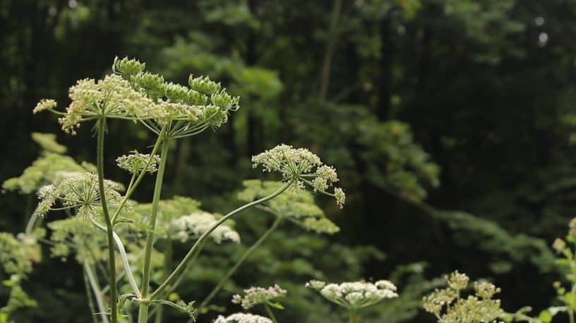 La berce, une plante sauvage délicieuse