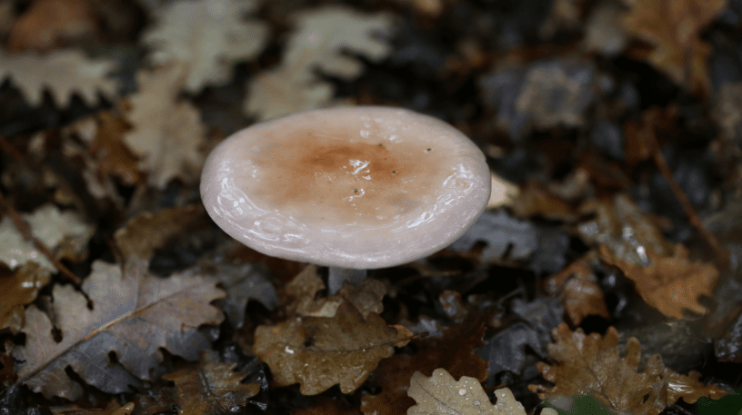 Le petit pied-bleu, à ne pas confondre avec le pied bleu