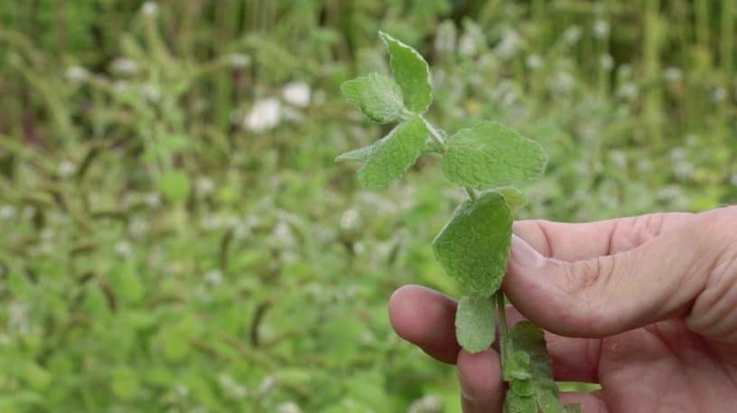 La menthe sauvage, aromatique et abondante !