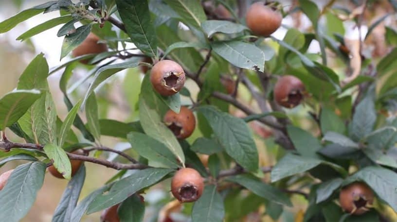 Le néflier, un des meilleurs fruits sauvages